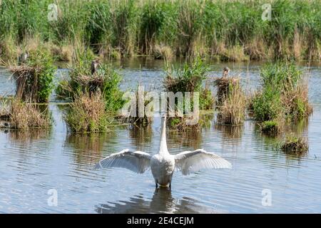 Allemagne, Bade-Wurtemberg, basses terres de Wagbach, héron pourpre (Ardea purpurea) et cygne. Banque D'Images