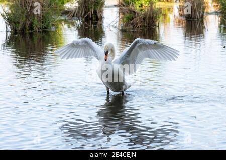 Allemagne, Bade-Wurtemberg, basses terres de Wagbach, cygne qui flirte avec ses ailes. Banque D'Images