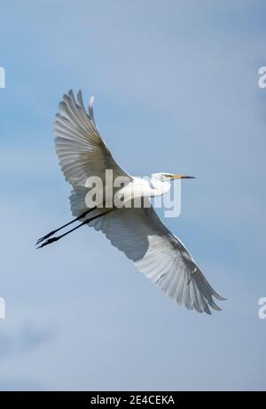 Allemagne, Bade-Wurtemberg, Grand Egret (Ardea alba, Syn.: Casmerodius albus, Egretta alba) en vol Banque D'Images