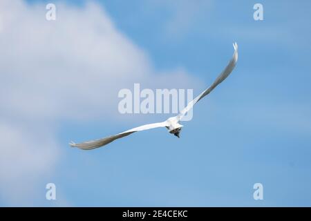 Allemagne, Bade-Wurtemberg, Grand Egret (Ardea alba, Syn.: Casmerodius albus, Egretta alba) en vol Banque D'Images