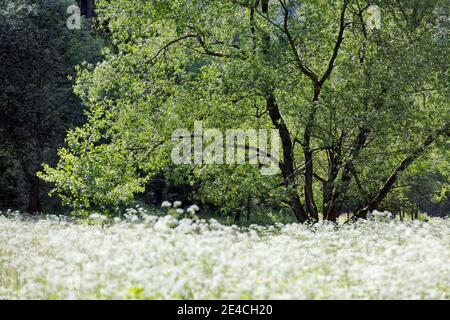 Allemagne, Thuringe, Gehren, plaine inondable, arbre, prairie, fleurs, rétro-éclairage Banque D'Images