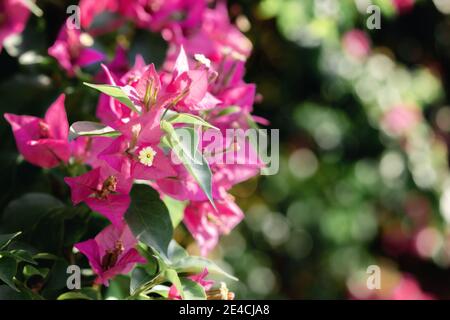 Bougainville spectabilis fleurs en gros plan sur fond floral vert. Mise au point sélective Banque D'Images