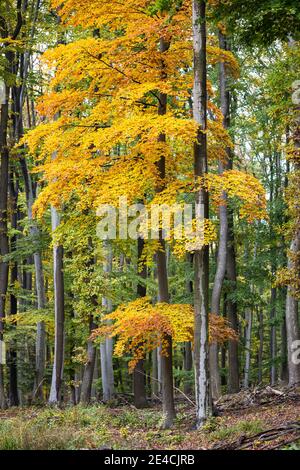 Arbres de couleur automnale dans le jardin de Lainzer, réserve naturelle, Bois de Vienne, Vienne, Autriche Banque D'Images