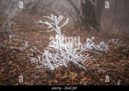 Givre sur une brousse au milieu des feuilles d'automne, spectacle naturel rare sur Parapluieberg dans les Bois de Vienne, Perchtoldsdorf, Basse-Autriche, Autriche Banque D'Images