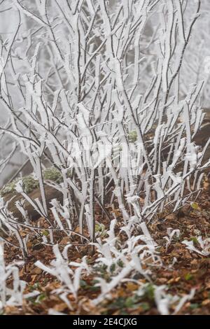 Givre sur les buissons, rare spectacle naturel sur Parapluieberg dans les Bois de Vienne, Perchtoldsdorf, Basse-Autriche, Autriche Banque D'Images