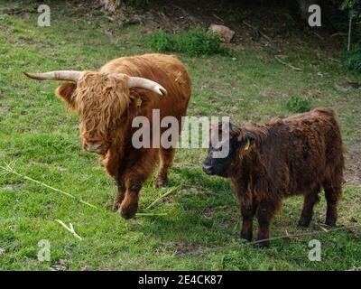 Famille Longhorn sur le pâturage Banque D'Images