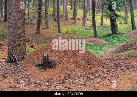 Anthill dans la forêt de conifères Banque D'Images