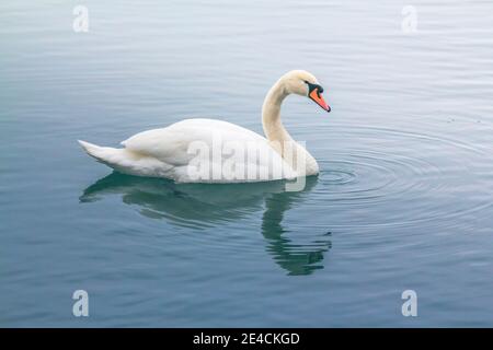 Italie, Vénétie, province de Belluno, Agordino, cygne solitaire sur le lac Alleghe, Dolomites Banque D'Images