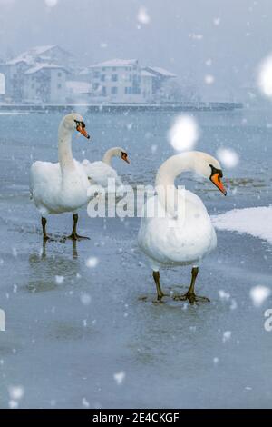 L'Italie, la Vénétie, la province de Belluno, Agordino, se balance sur la surface gelée du lac Alleghe sous une chute de neige, les Dolomites Banque D'Images