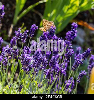 Lavande anglaise, lavande (lavandula angustifolia) Banque D'Images