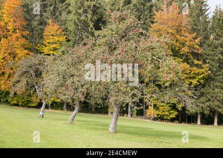 Europe, Allemagne, Bade-Wurtemberg, Haut-Swabia, pré de verger au bord de la forêt en automne Banque D'Images