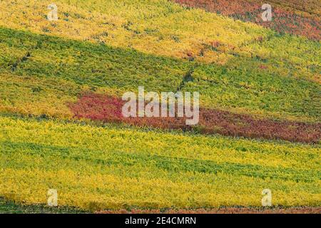 Europe, Allemagne, Bade-Wurtemberg, Parc naturel de Stromberg Heuchelberg, Hohenhaslach, vignoble, couleurs d'automne Banque D'Images