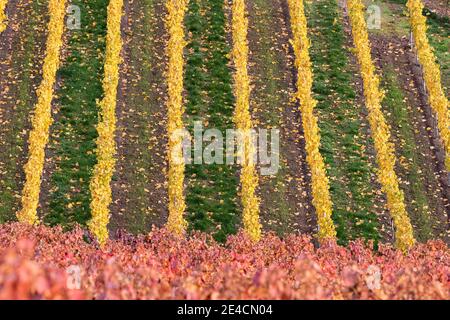 Europe, Allemagne, Bade-Wurtemberg, Parc naturel de Stromberg Heuchelberg, Hohenhaslach, vignoble, couleurs d'automne, Weitblickweg Banque D'Images