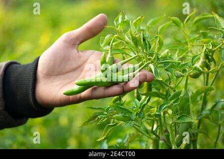Main tenant les piments verts dans le potager Banque D'Images