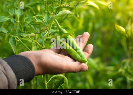 Main tenant les piments verts dans le potager Banque D'Images