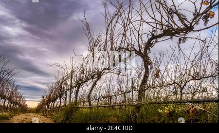 Vignoble en automne près de Coursan Banque D'Images