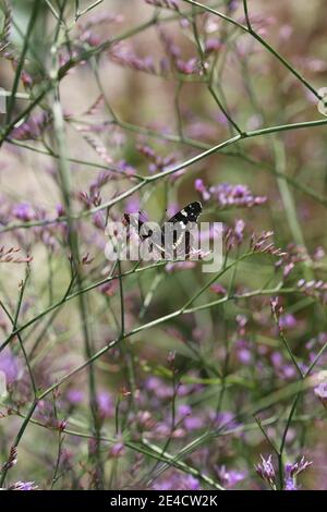 Carte papillon (Araschnia levana) Sur la lavande marine à feuilles larges / lavande marine (Limonium latifolium) Banque D'Images