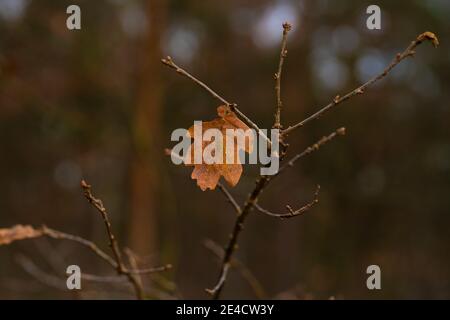 Feuilles de chêne en automne en Allemagne sur l'arbre Banque D'Images