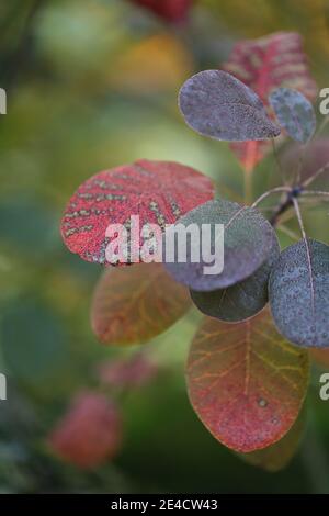 Feuillage de la perruque (Cotinus coggygria) en automne Banque D'Images