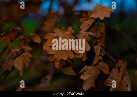 Feuilles de chêne en automne en Allemagne sur l'arbre Banque D'Images