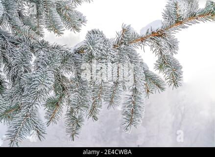 Branche de sapin avec du givre ou de la rime et de la neige sur des aiguilles vertes, isolée sur fond blanc. Arrière-plan saisonnier d'hiver - branche d'épinette à fond dur Banque D'Images