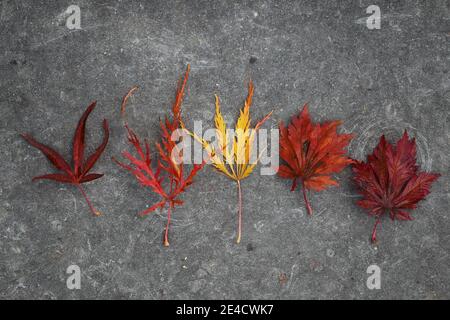 Feuilles de différentes pommes ornementales aux couleurs de l'automne Banque D'Images