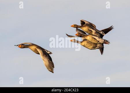 Vol Graylag Goose Anser anser Costa Ballena Cadix Espagne Banque D'Images