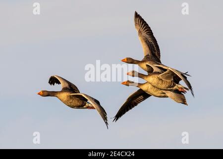 Vol Graylag Goose Anser anser Costa Ballena Cadix Espagne Banque D'Images