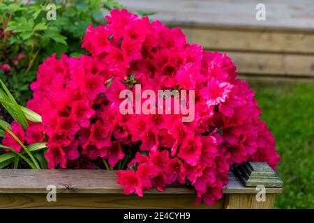 'Arabesk' Azalea japonaise, Japansk azalea (Rhododendron japonica) Banque D'Images