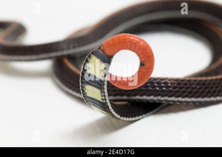 Serpent de corail à rayures malaisiennes - Calliophis intestinalis - isolé sur blanc arrière-plan Banque D'Images