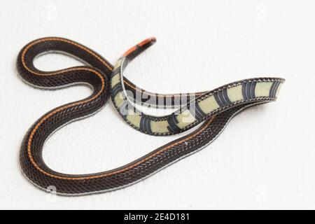 Serpent de corail à rayures malaisiennes - Calliophis intestinalis - isolé sur blanc arrière-plan Banque D'Images