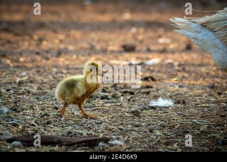 Gosling suit la queue de la mère autour de la plume Banque D'Images