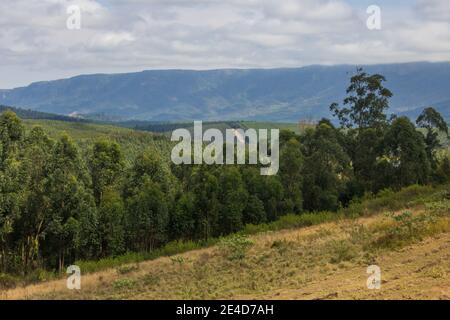 Vue vers l'escarpement de Mpumalanga en Afrique du Sud, avec une plantation d'eucalyptus au premier plan Banque D'Images