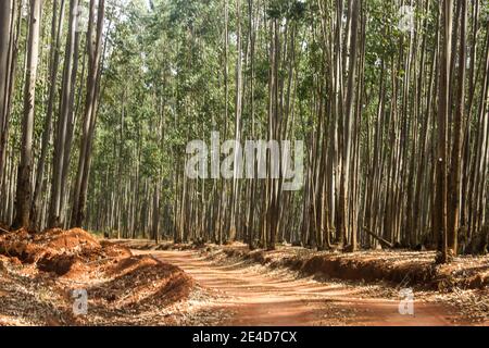 Une route de terre traversant une jeune plantation d'eucalyptus En Afrique du Sud Banque D'Images