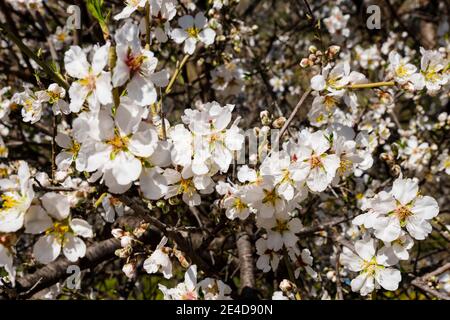 Fleurs d'amande au parc naturel Sierra de las Nieves, province de Malaga. Andalousie. Europe du sud de l'Espagne Banque D'Images