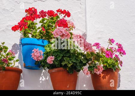 Mur blanc avec fleurs de géranium en pot, village blanc typique de Mijas. Costa del sol, province de Malaga. Andalousie, sud de l'Espagne Europe Banque D'Images
