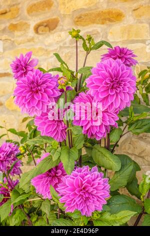 Fleur de Dahlia rose au mur de pierre traditionnel du nord de l'Espagne, en Europe Banque D'Images