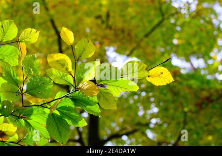 feuilles colorées sur l'arbre au début de l'automne Banque D'Images