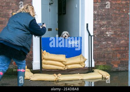 Bewdley, Worcestershire, Royaume-Uni. 23 janvier 2021. Malcolm le chien se réveille vers une ville inondée alors que la rivière Severn viole partiellement les défenses contre les inondations à Bewdley, Worcestershire. La rivière est toujours en hausse et devrait culminer plus tard aujourd'hui. Crédit : Peter Lophan/Alay Live News Banque D'Images