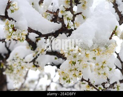 Branches avec fleurs de prune de cerise sous la neige tardive. Prise de vue macro avec faible profondeur de champ. Une fleur de prune de cerise est tombée sous la neige. Banque D'Images