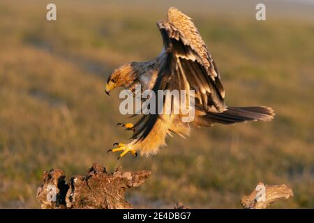 Aigle impérial espagnol d'un an volant avec le premier lumière de l'aube le jour d'hiver Banque D'Images