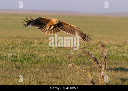 Aigle impérial espagnol d'un an volant avec le premier lumière de l'aube le jour d'hiver Banque D'Images