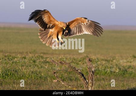 Aigle impérial espagnol d'un an volant avec le premier lumière de l'aube le jour d'hiver Banque D'Images