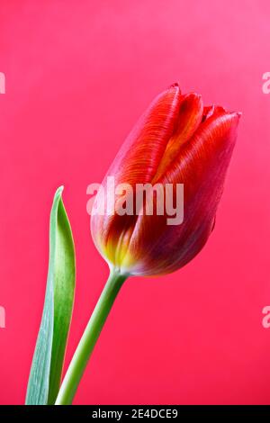 Gros plan sur la tête de fleur d'une belle tulipe rouge, photographiée sur fond rose Banque D'Images