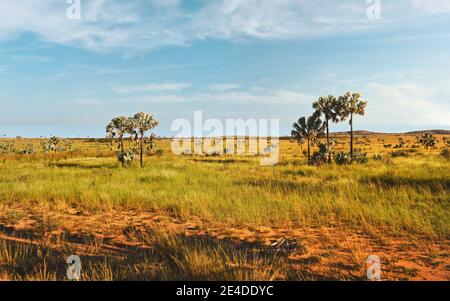 Petits buissons, herbe et palmiers bas sur les côtés de la route près de la ville d'Ilakaka - paysage typique de Madagascar Banque D'Images