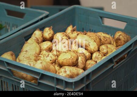 Pommes de terre biologiques dans un contenant en plastique présenté sur le marché alimentaire Banque D'Images