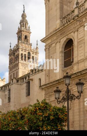 Beaucoup d'orangers avec la cathédrale de Séville dans le arrière-plan Banque D'Images