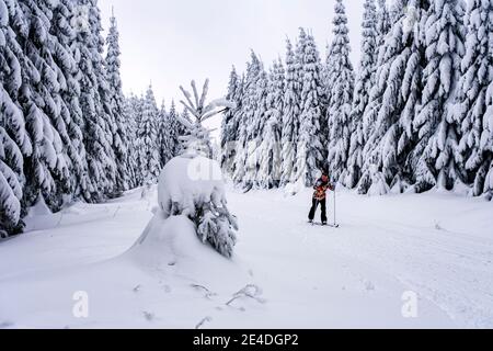 Une personne qui skine dans un paysage d'hiver avec des arbres, le givre et la neige lors d'une journée découverte dans les montagnes d'Ore. Banque D'Images
