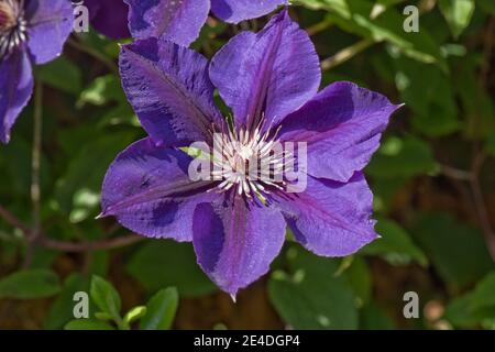 Clematis 'Gypsy Queen' un grand groupe d'élagage de fleurs tardives 3 Blue Climber parmi Pyracantha, Berkshire, juin Banque D'Images