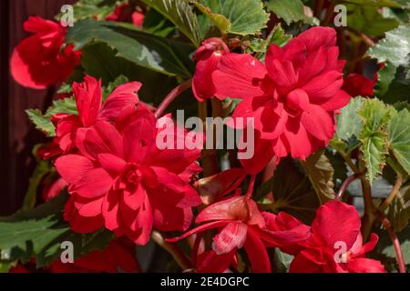 Scarlet rouge tubéreuse begonia (Begonia x tuberhybrida) dans un pot croissant d'un grand tubercule, août, Berkshire Banque D'Images